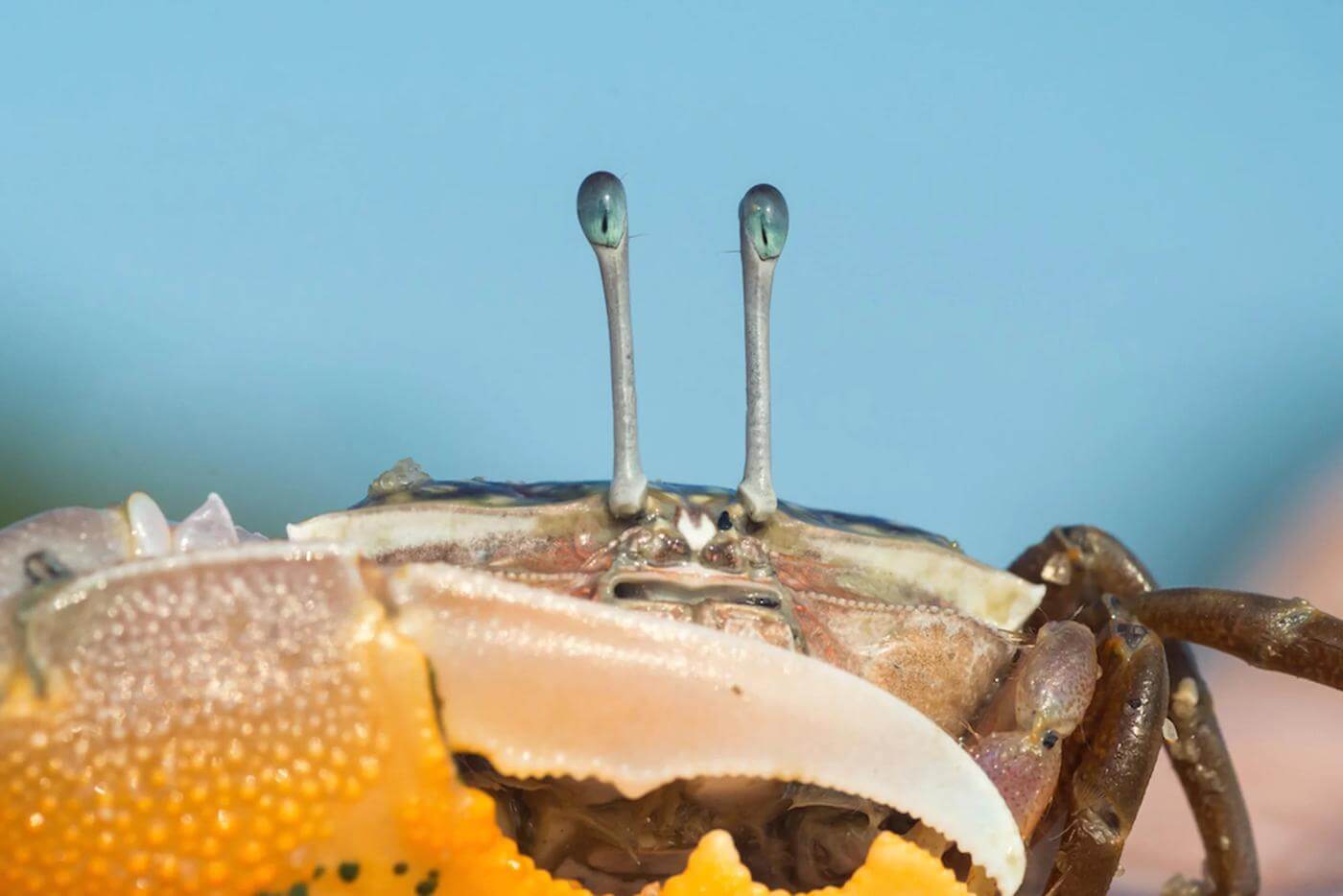 Kepiting tidak bisa menggerakkan mata mereka, tetapi karena letaknya di atas kepala, mereka memiliki bidang visual yang sangat luas untuk melihat predator dan mangsa.