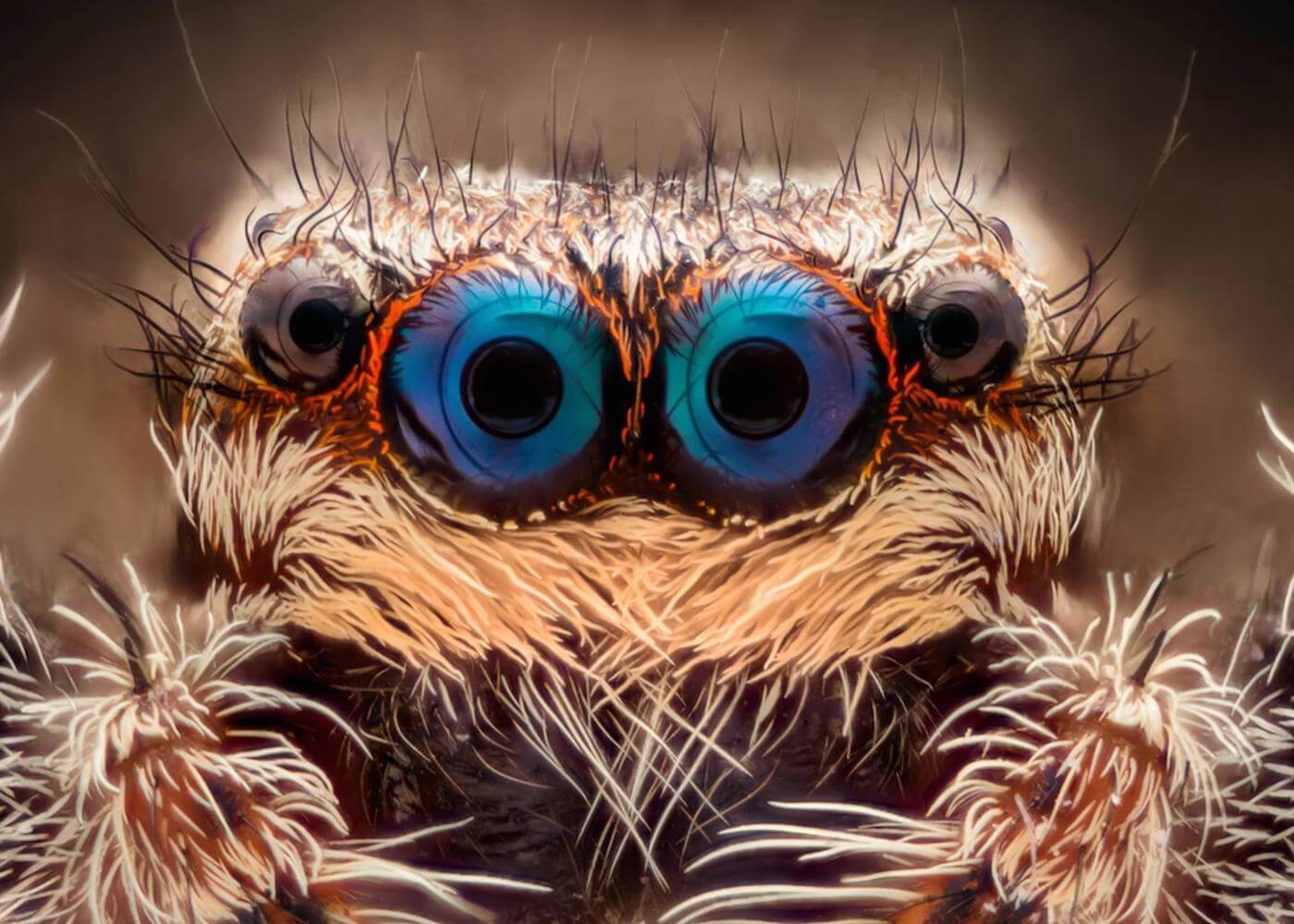 Berbeda dengan laba-laba lainnya, laba-laba peloncat (Phidippus audax) memiliki penglihatan yang sangat baik yang membantunya menemukan mangsa. Ia dapat melihat hampir ke segala arah dengan kedelapan matanya