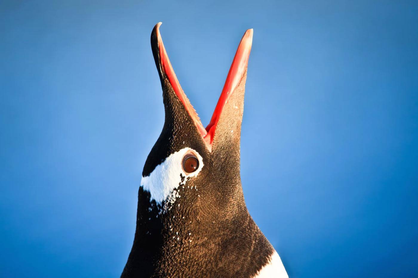 Mata penguin memiliki struktur dan komponen yang luar biasa, yang membantu mereka berburu di bawah air maupun menjelajahi daratan