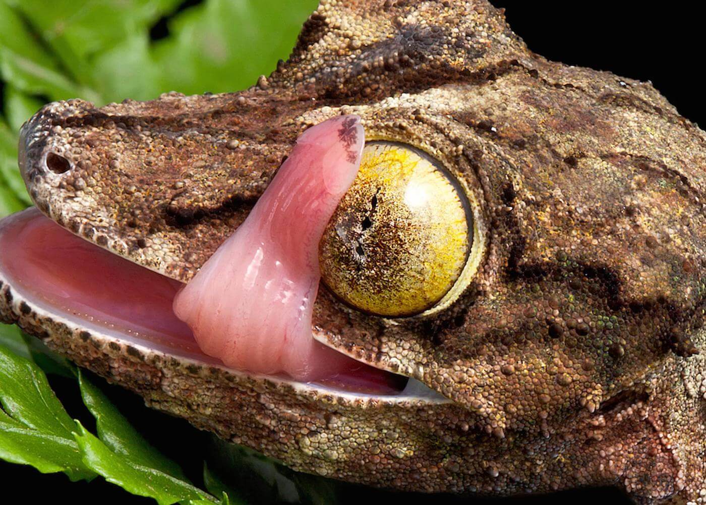 Warna mata tokek ekor daun berlatar belakang emas, perak atau cokelat yang ditutupi dengan garis konsentris di sekitar pupil. Tokek ini menggunakan lidah mereka untuk membersihkan bola mata dengan cepat