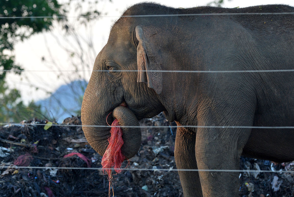 Seekor gajah liar mengaduk-aduk sampah yang dibuang di desa Digampathana, Sri Lanka, 11 Mei 2018. Di tempat pembuangan sampah ini sekelompok gajah liar mencari makanan di antara sampah, menelan sisa-sisa plastik yang berbahaya bercampur makanan busuk.