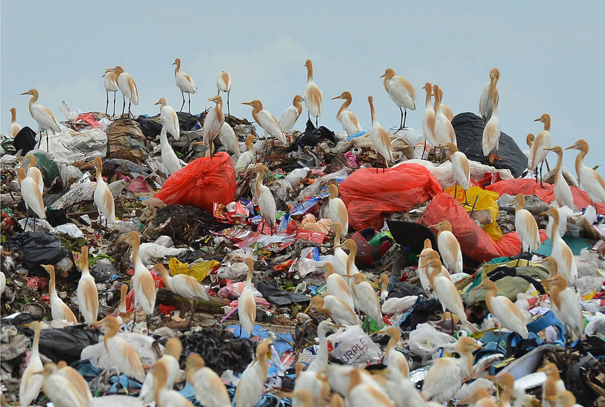 Dalam foto yang diambil pada 6 Mei 2018 ini, burung kuntul berkumpul di atas tempat pembuangan sampah di Kathirana, pinggiran ibukota Sri Lanka, Kolombo.