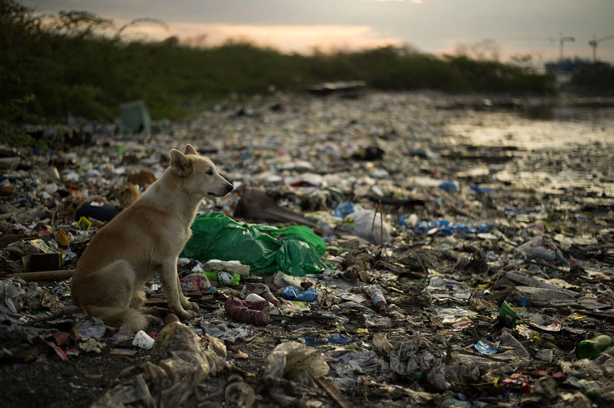 Seekor anjing duduk di samping anak sungai yang dipenuhi sampah di Manila, Filipina, 12 Mei 2018